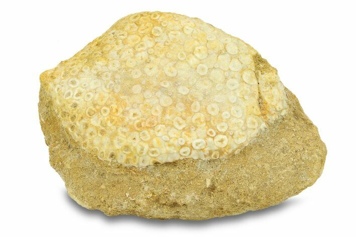 Fossil Crusher Fish (Eodiaphyodus) Mouth Plate -Morocco #294188